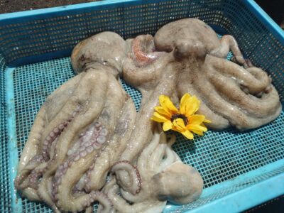 <p>カーブの女神🌻ひまわり様　旧一文字カーブ〜3番　タコエギで700gと1.18kg！！！</p>