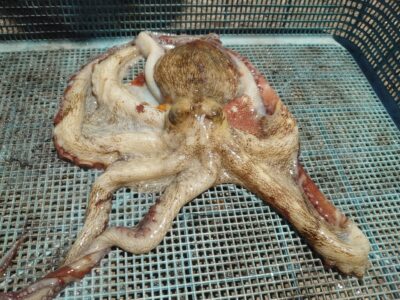 <p>高見様　沖の北　タコエギで新子タコ🐙</p>