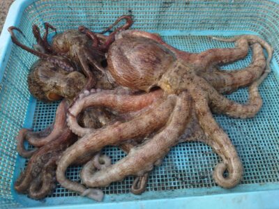 <p>山内🍣様　旧一文字カーブ〜白灯の内向き　タコエギで1kgの良型タコ🐙4時便〜7時での釣果</p>