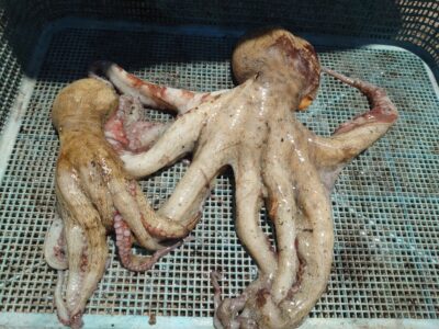 <p>旧一文字赤灯内向き　タコエギでタコ🐙</p>
