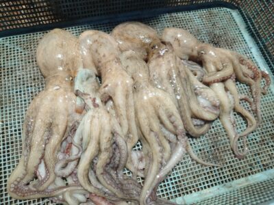 <p>マーバン藤本様　旧一文字カーブ〜白灯　タコエギでタコ🐙</p>