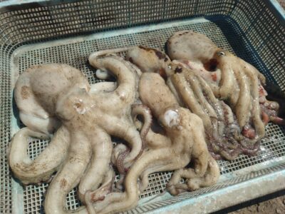 <p>山根様　沖の北　DAISOタコエギで良型タコ🐙</p><p>早朝に1匹、8時半頃内向きで時合いがあったようで3つ。まわりでも時合いになって良型が上がっていたそうです。</p><p>昨日も8時台でけっこう釣ってる人がいました。9時頃満潮なんですけど…。謎…。</p>