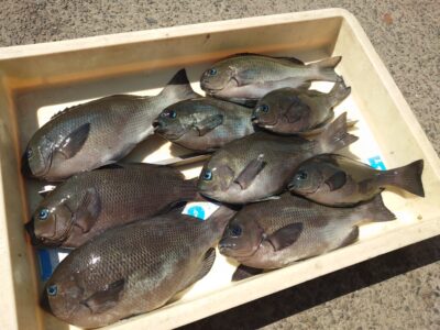 <p>からみ君　沖の北先端外向き　エビ撒き釣りで良型グレ！タナは4ひろ</p>