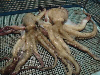 <p>旧一文字カーブ　タコエギで新子タコ🐙</p>