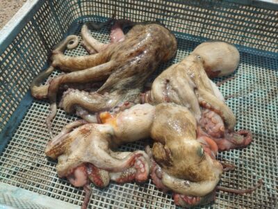 <p>釣れちゃうタマ　沖の北　蛸墨族2.5号タコベイトチューン＋オモリ5号　新子タコ6杯🐙1つリリース、1つ子供にあげました。</p><p>4時便で渡ってすぐはけっこういい感じにあたるんですが1時間くらいで時合い終了…。旧一文字も同じだったようです。朝大事です。4時便でお越しください。</p><p>イカエギは小さめがオススメ。餌巻き、集魚スプレーなども使いましょう！</p>