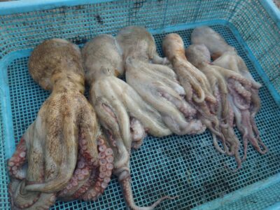 <p>釣れちゃう犬＆タマ　沖の北　早朝に満潮が来てしまって時合いは一瞬な感じでした。その後はポツポツ…。触るのに乗らないのも多かったので、タコエギは小さめにして、餌巻き・スプレーなどを使ってください。</p>