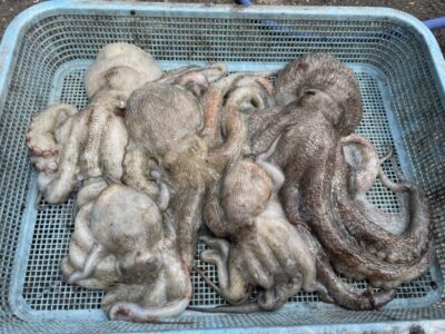 <p>八幡様　沖の北　タコエギ　マダコ1.25キロまで5杯🐙</p>