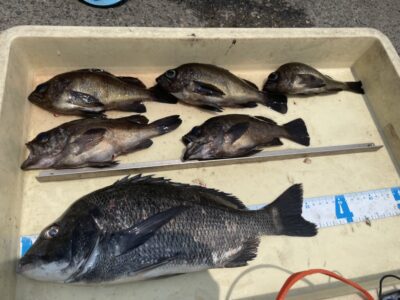 <p>大宅様　旧一文字赤灯　エビ撒き　メバル・チヌ🎣メバルは9時頃まで釣れたそうです♪♪</p>