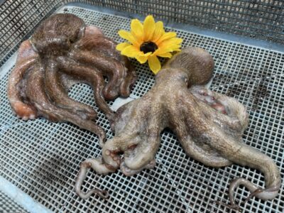 <p>ひまわり様🌻　旧一文字赤灯　タコエギ　マダコ2杯🐙(新子3杯はリリースされたそうです♪)</p>