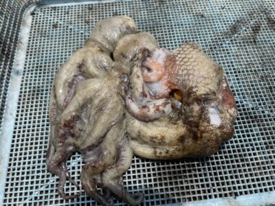 <p>アンクルジョッシュおじさん様　旧一文字カーブ　タコエギ　マダコ4杯🐙</p>