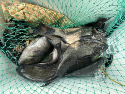 <p>木村様　旧一文字白灯　ふかせ釣り　グレ多数🎣30cm近く良型♪♪</p>