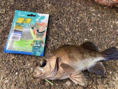 <p>釣れない猫様　沖の北　ライトゲーム　メバル22cm🎣他、中アジ・小サバも釣れたとのことでしたが今日はグレを釣りたかった猫でした♪</p>