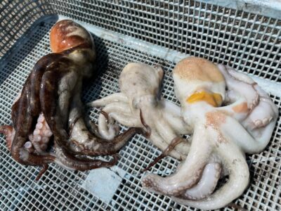 <p>芝様　沖の北　タコジグ(ケーソン継ぎ目狙い)  マダコ3杯🐙</p>