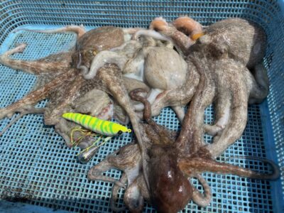 <p>釣れちゃう犬　旧一文字赤灯〜3番　タコエギ(蛸電)でマダコ🐙</p>