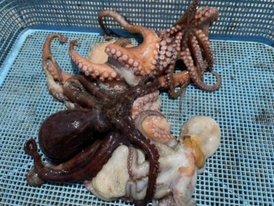 <p>堺の山野様　旧一文字カーブ〜白　タコエギ　マダコ5杯🐙</p>