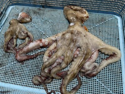 <p>高見様　旧一文字赤灯　タコエギ　マダコ2杯🐙</p>