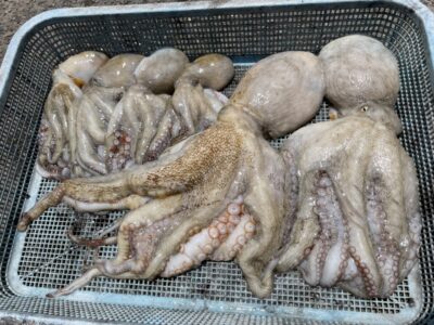 <p>タコ村師匠の弟子　旧一文字3番〜2番　タコエギでマダコ840gまで6杯🐙良型は10時半頃に連発との事でした！タコ村師匠の教えのおかげで釣れましたとコメントいただきました♪♪</p>
