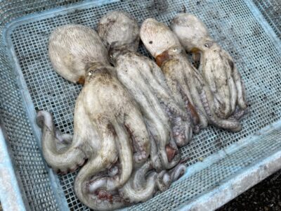 <p>岸和田の前川様　旧一文字カーブ　デビルクラッカーでマダコ4杯🐙</p>
