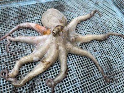 <p>ロレックス川端様　旧一文字赤灯　タコエギでマダコ🐙</p>