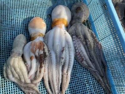 <p>打倒ひまわり🌻牙族のストーカー様　旧一文字3番　タコエギでマダコ5杯(リリース含む)🐙</p>