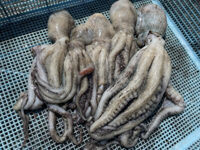 <p>ハンター高倉様　旧一文字3番〜赤灯　タコエギでマダコ5杯🐙</p>