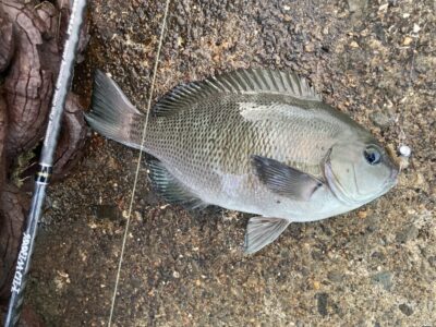 <p>グレが釣りたすぎて虫エサに逃げた釣れない猫様🐱　沖の北　ジグヘッド+青イソメでグレGET🎣ワームに変えたら中アジが釣れたそうです♪♪</p>