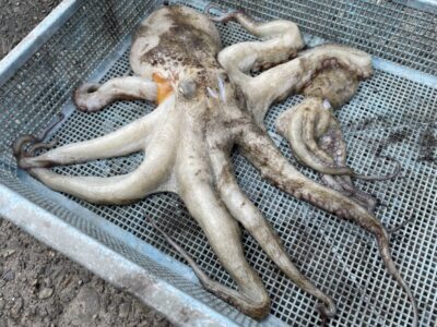 <p>中堂様　旧一文字3番　タコエギ　マダコ1キロまで2杯🐙</p>