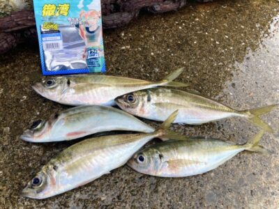 <p>釣れない猫様　沖の北　ショアバチコン　中アジ🎣仕掛け→捨て糸は約1m、オモリはナス型2号、枝スは約50cm、ジグヘッドは0.6gとの事です。</p>