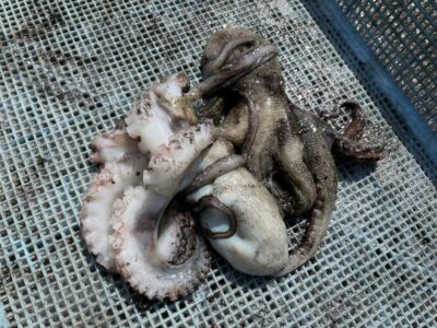 <p>タコレンジャー様　旧一文字カーブ　タコエギ　マダコ2杯🐙</p>
