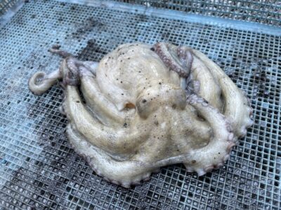 <p>岩崎様　旧一文字カーブ　タコエギでマダコ🐙</p>