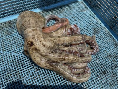 <p>高見様　旧一文字カーブ　タコエギでマダコ🐙</p>