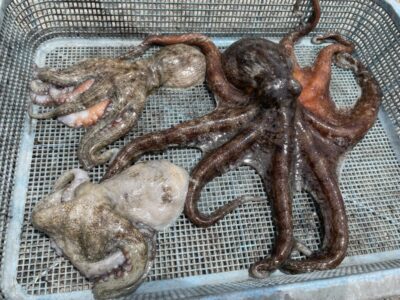 <p>🚰向井様🚰　旧一文字赤灯　タコエギでマダコ770gまで🐙</p>