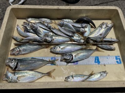 <p>S様　沖の北　サビキ釣り　小アジ〜中アジ🐟♨️</p>