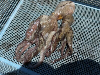 <p>遠藤様　旧一文字赤灯　タコエギ　マダコ2杯🐙</p>