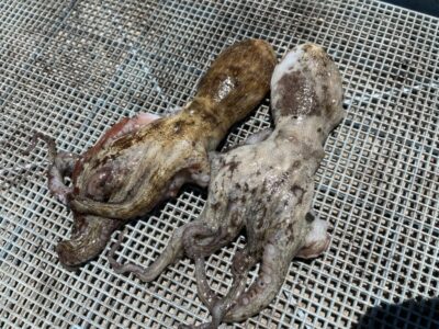 <p>めぐみ様　旧一文字カーブ　タコエギ　マダコ2杯🐙</p>