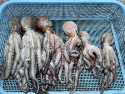 <p>宮原様　旧一文字赤灯　タコエギ　マダコ6杯🐙</p>