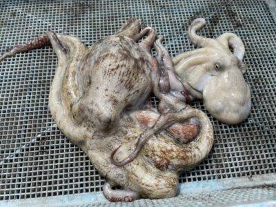 <p>福井様　旧一文字赤灯　タコエギ　マダコ2杯🐙</p>