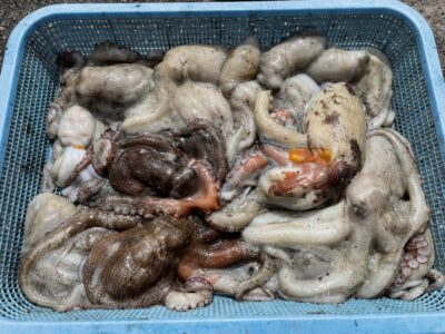 <p>やーたこ様　旧一文字カーブ　タコエギ　マダコ15杯🐙総重量4.1キロ🐙本日の竿頭ですね🌻おめでとうございます🎉</p>