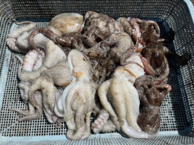 <p>宮本様　旧一文字カーブ　タコエギ　マダコ9杯🐙</p>