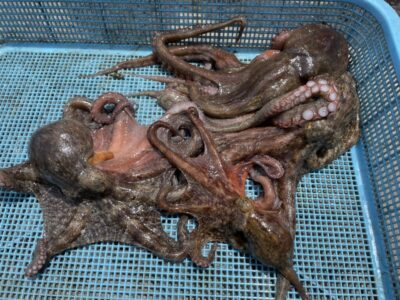 <p>森様　旧一文字赤灯　タコエギ　マダコ4杯🐙</p>