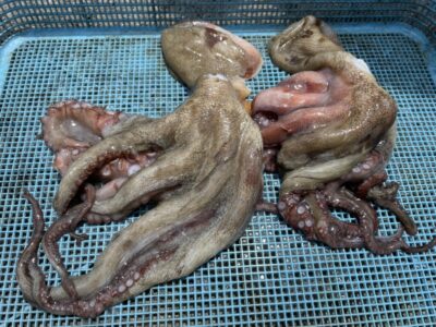 <p>匿名様　旧一文字カーブ　タコエギ　マダコ2杯🐙</p>