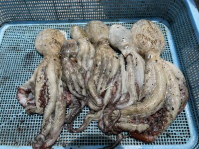 <p>バルボッサの子分M様　旧一文字カーブ〜白　タコエギ　マダコ6杯🐙</p>