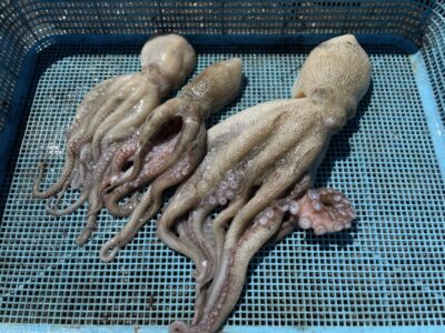 <p>3年H組からみ先生　旧一文字3番〜白灯　タコエギ　マダコ3杯🐙</p>
