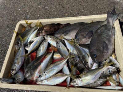 <p>川原様　沖の北　エビ撒き　グレ・ガシラ・アジ23cmまで多数🎣</p>
