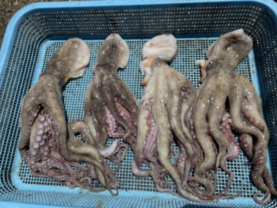<p>大迫様　旧一文字赤灯〜3番　タコエギでマダコ4杯🐙</p>