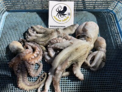 <p>高野様　旧一文字カーブ〜赤灯　イカエギ改　15時〜19時まで　マダコ4杯🐙</p>