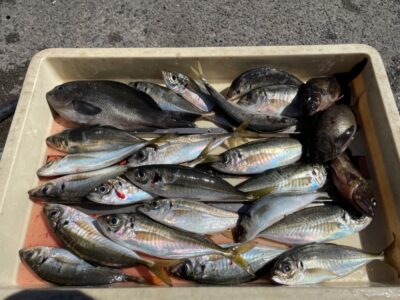<p>川原様　沖の北　エビ撒き　中アジ多数・グレ・ガシラ・メバル🎣</p>