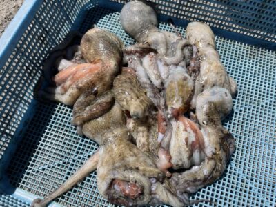 <p>高野の釣り日記の弟子①   タコエギ　旧赤でマダコ5杯と沖の北で2杯🐙</p>