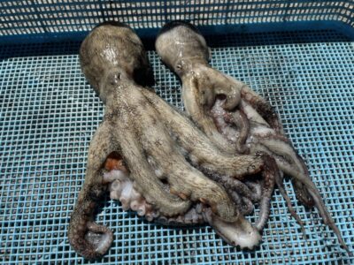 <p>高野の釣り日記の弟子③  沖の北　タコエギ　マダコ2杯🐙</p>