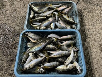 <p>磯田名人　旧赤灯　13時〜19時　サビキ釣り(竿下)   中アジ大爆釣🎣🎊</p>